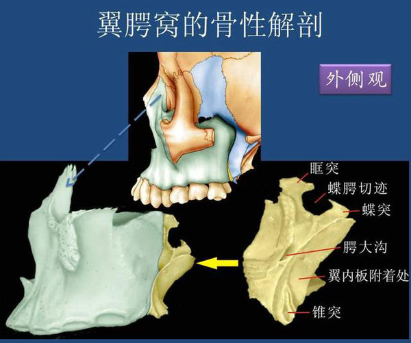 上颌骨(或者说是上颌窦后壁)与翼突之间,为一狭窄的骨性间隙,前界为