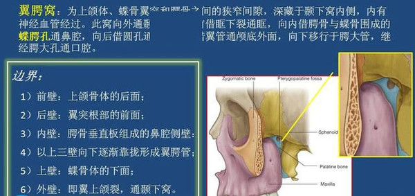 上颌骨(或者说是上颌窦后壁)与翼突之间,为一狭窄的骨性间隙,前界为