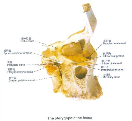 翼腭窝向前上经眶下裂与眼眶相通, 向后外经圆孔通颅中窝, 向内经蝶腭