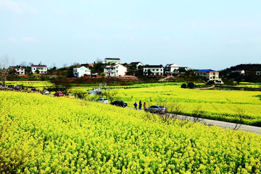 食宿:绿野芙蓉山庄,梦缘山庄 宝盖有机茶园:初春的衡南宝盖有机茶场