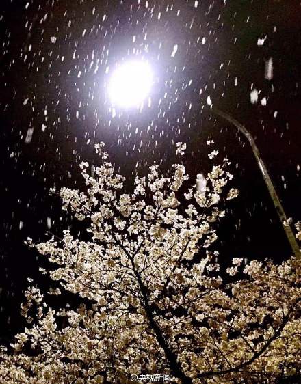 中国多地出现降雪天气(图)雨夹雪夜袭江城武汉凤凰古城雪景昨天,雨夹