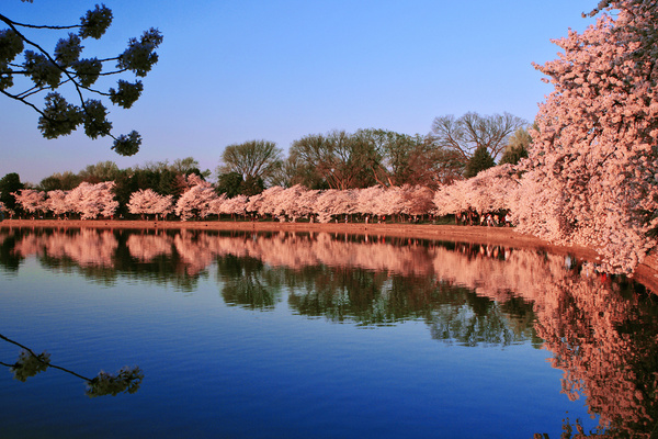 纳美旅游带您领略华盛顿特区烂漫樱花