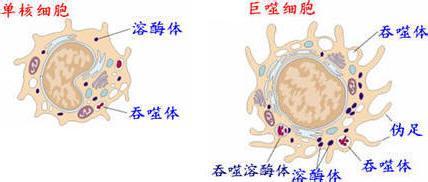 血液中的单核细胞在肿瘤细胞,肿瘤间质细胞及免疫细胞分泌的趋化因子