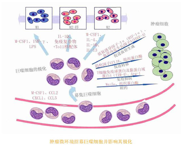巨噬细胞-肿瘤发生发展的双刃剑,巨噬细胞m1和m2的区别,巨噬细胞表面标志,巨噬细胞怎么提取,巨噬细胞的功能,巨噬细胞分泌什么