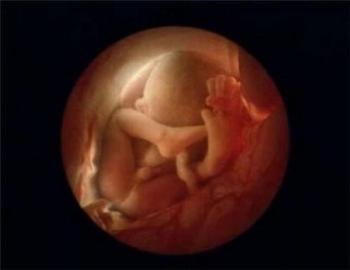 胎儿已经可以使用双手来探索周围的环境 第18周,胎儿可以感知来自外部