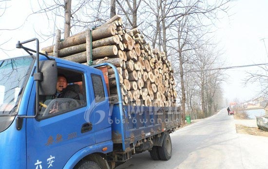 霍邱县宋店乡木材生意不好做,可愁怀了经销商