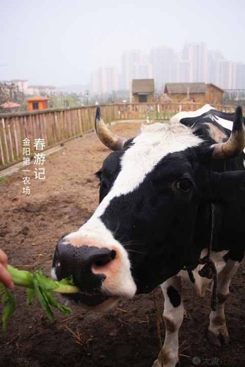 重庆这个农场免费02周末带娃去看花喂奶牛