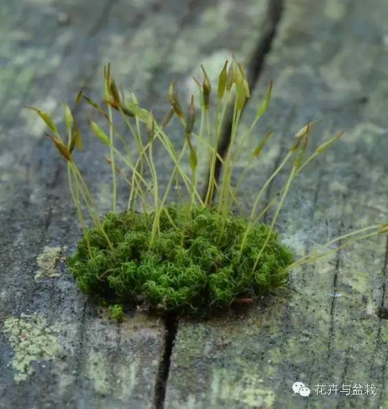 水苔的介绍和使用注意事项