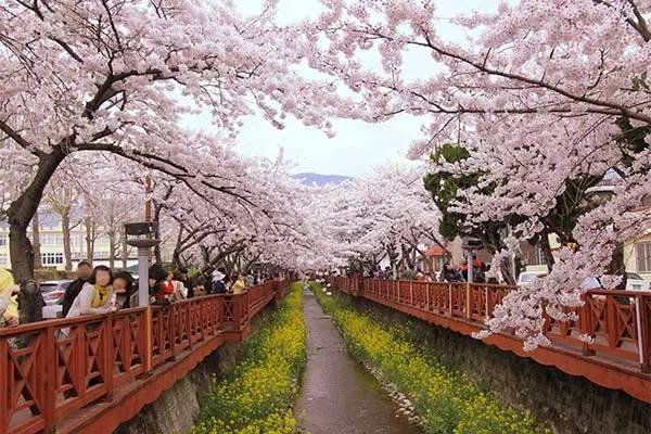 谁说看樱花一定要去日本?韩国最全樱花游攻略