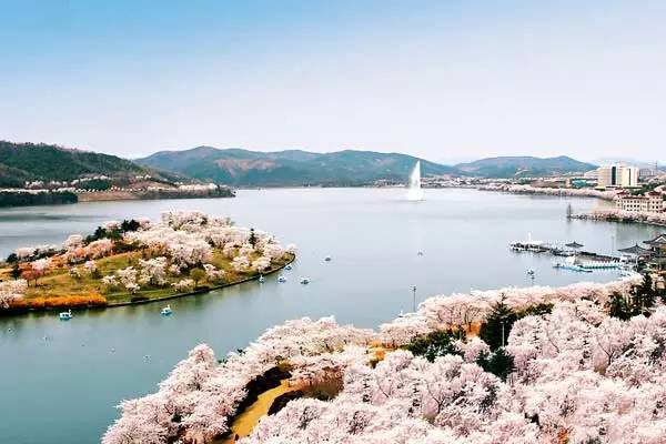 谁说看樱花一定要去日本?韩国最全樱花游攻略