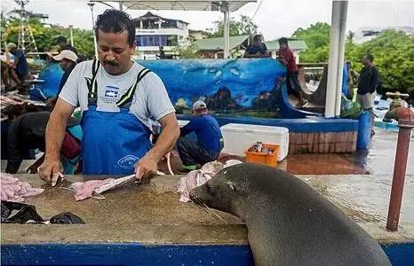 鱼排队进入猜成语是什么成语_疯狂猜成语2修改版 疯狂猜成语2中文破解版 V1.(2)