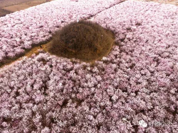 西安有一片樱花海已经默默盛开?就在长安大府