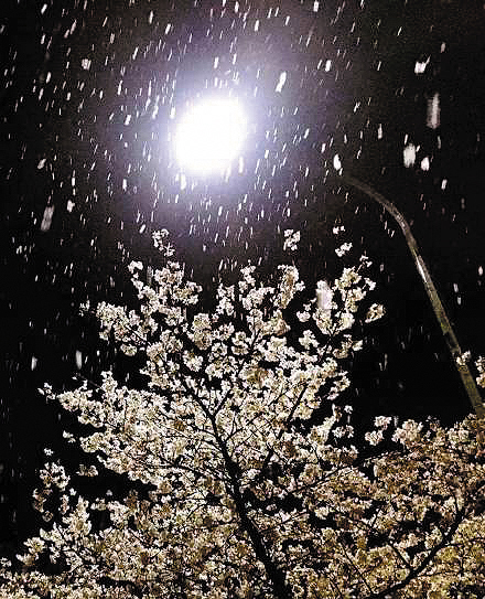 3月9日,雨夹雪夜袭江城武汉(左图),湖南张家界核心景区武陵源,凤凰