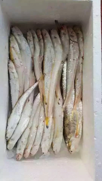 19条刀鱼刚上岸就被一抢而空。