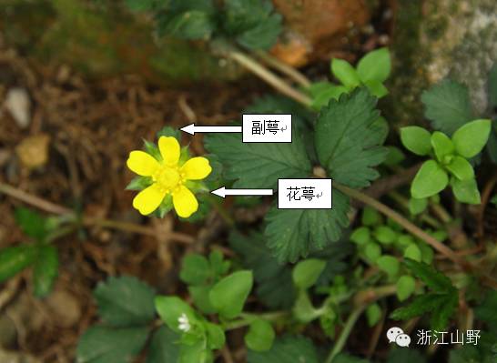 85 蛇莓  duchesnea indica 蔷薇科