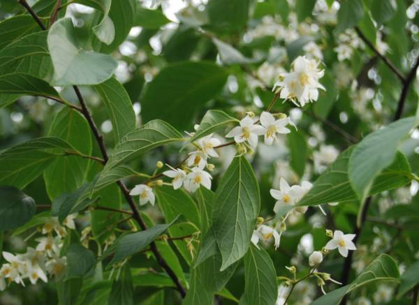 94 郁香野茉莉 styrax odoratissimus野茉莉科(又叫安息香科,下同)