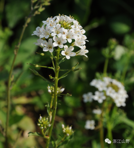 72小果菝葜smilax davidiana百合科菝葜这个属的植物很好认,叶柄上大