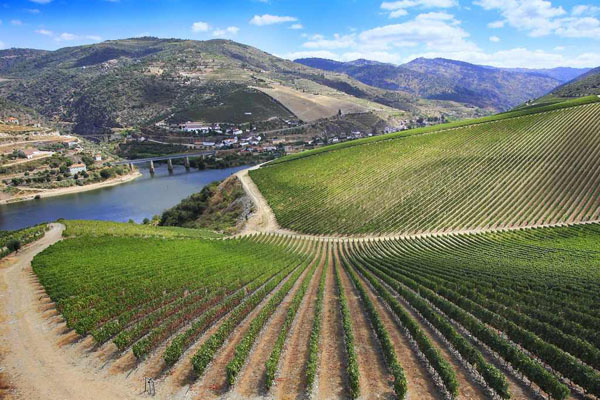 杜埃罗河岸:最贵的西班牙葡萄酒产区