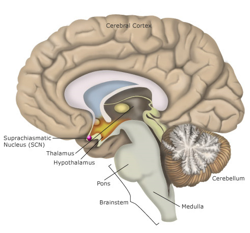 神经直接传到到下丘脑(hypothalamus)的节律控制核团suprachiasmatic