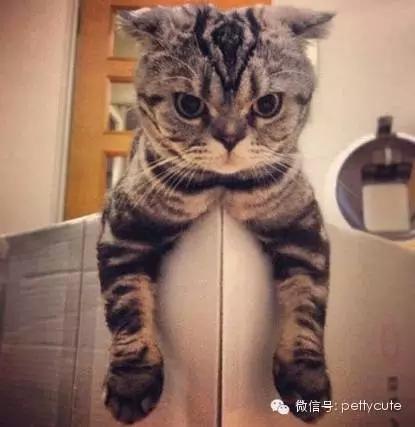 猫咪头