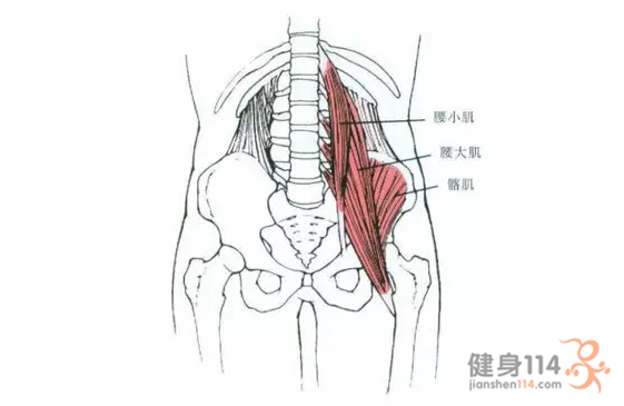 为什么这块肌肉那么重要?