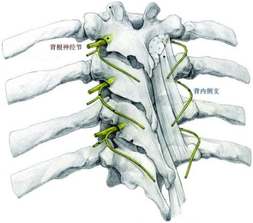 还喜欢藏身于背根神经节,胸部带状疱疹就是背根神经节遭到侵犯引起.