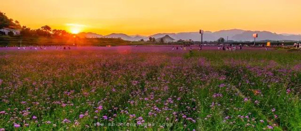 赏花地址:湄潭县城象山公园>>