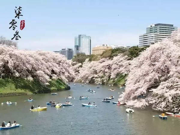 2016日本最美赏樱花地点大盘点!