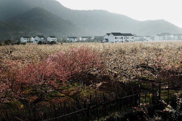 晒出你的梨花妆,赢2016苏州树山梨花旅游文化节万元!