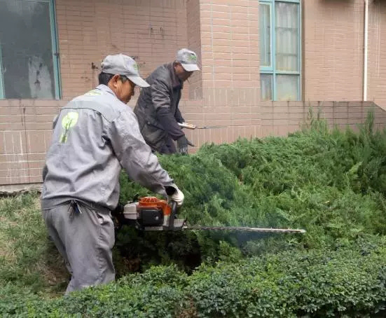 小区绿化养护:好养护合肥东海花园植物修剪纪实