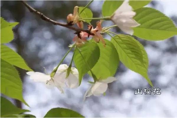 山樱花