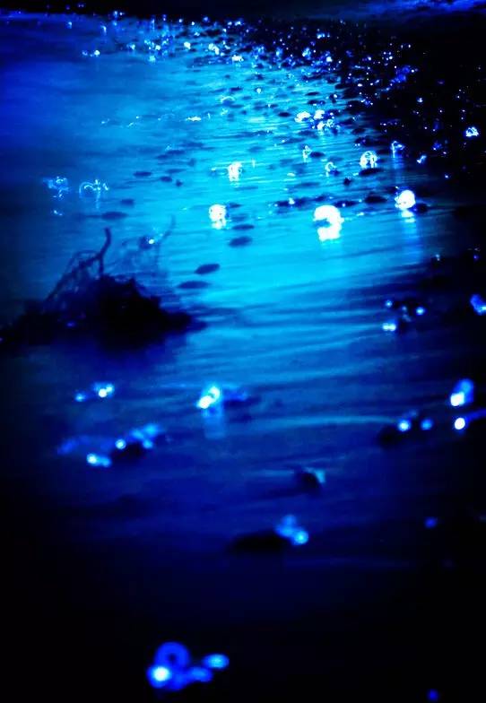 比蓝眼泪更美的萤火鱿,蓝色的光芒点亮日本富