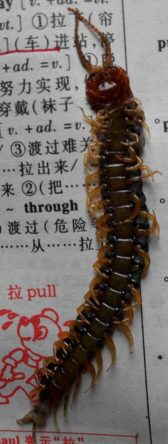 蜈蚣标本,时常观赏!昆虫无价,没人愿养!