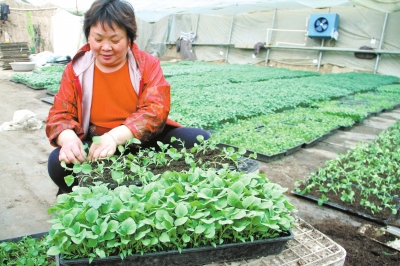 培育黄瓜,番茄,辣椒等20多种蔬菜种苗,年纯收入60余万元