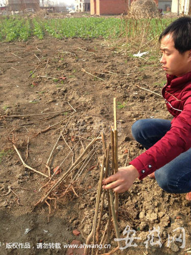 七旬村民种2000多棵香椿被毁 与城管发生冲突