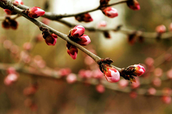 阳春三月 | 桃花依旧笑春风,伊是故人来