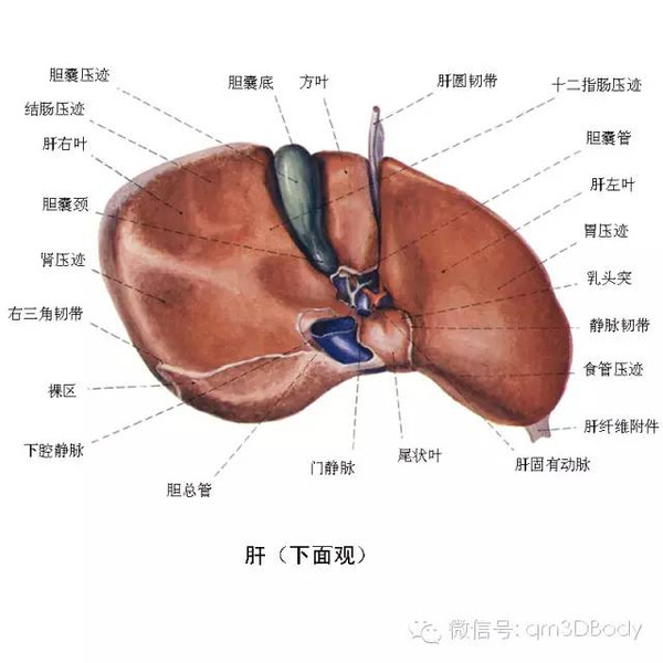 终末期肝病模型预测慢性重型肝炎患者预后影响因素的研究