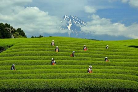 吃货|大爱静冈抹茶味小蛋糕