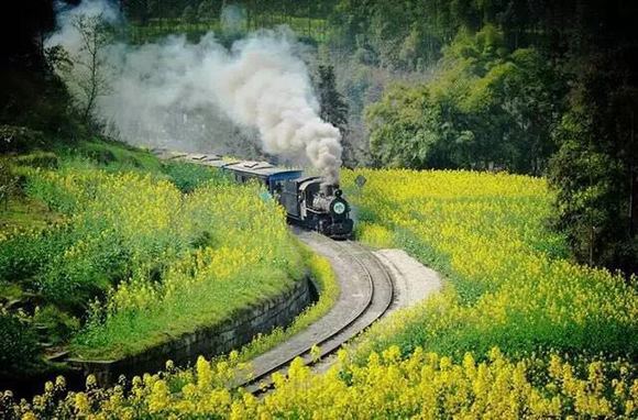 这春天,一起坐30元的小火车,穿越最美花海