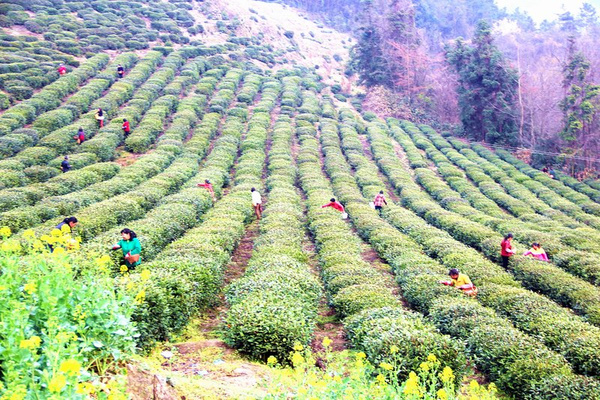 茶园婚纱基地_茶园基地图片