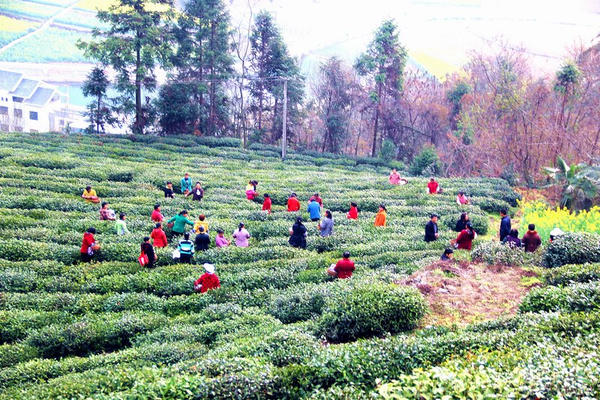 茶园婚纱基地_茶园基地图片