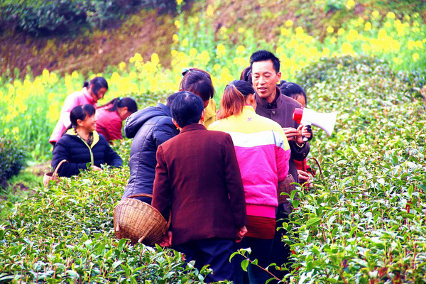 茶园婚纱基地_茶园基地图片