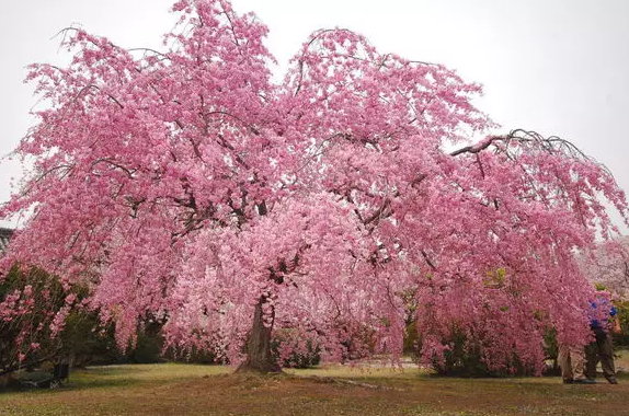 不过不同的樱花树种类特色也各不相同.而这些都是日本最常见的品种.