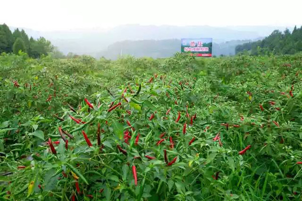 重庆石柱县的德庄辣椒基地-石柱艳椒