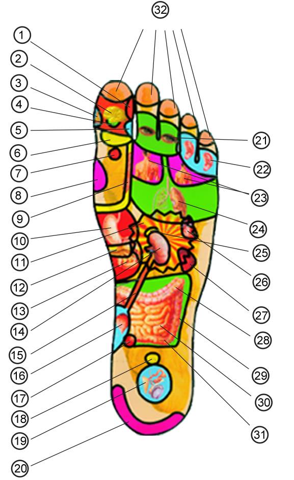 从而从足掌及足的内外侧,就可找到与人体脏器,四肢相对应的解剖部位
