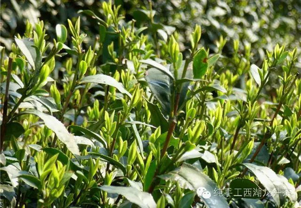 目前西湖龙井茶产区内的茶树,有龙井群体,龙井43,龙井长叶等茶树良种