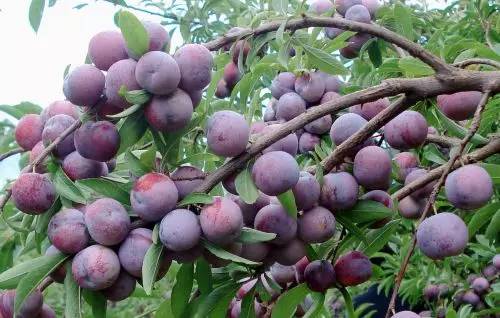 珍珠李龙滩珍珠李是天峨县从当地野生李果品种,由于该果品结果密集