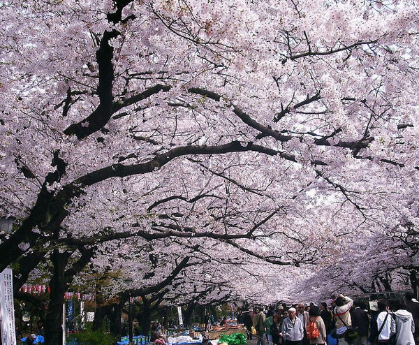 樱花祭,日本最轰轰烈烈的樱花雨在哪里?