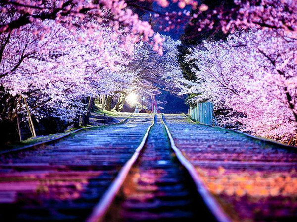 樱花祭日本最轰轰烈烈的樱花雨在哪里
