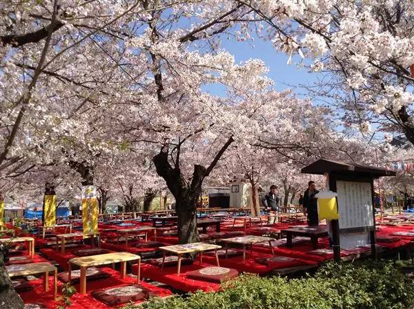 樱花祭日本最轰轰烈烈的樱花雨在哪里